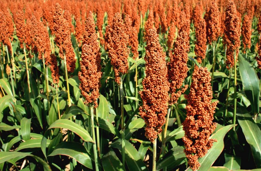 «Зернопродукт МХП» робить ставку на кукурудзу «Зернопродукт МХП» робить ставку на кукурудзу