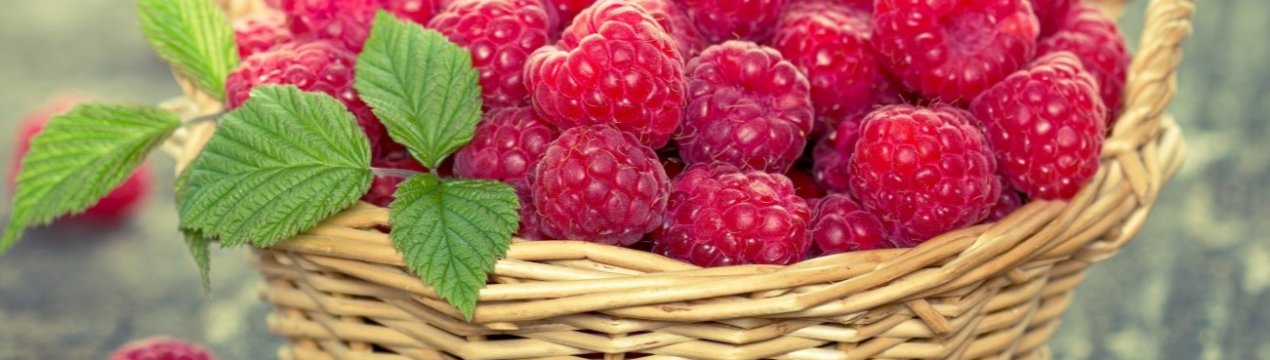 На вирощування ягід у Підмосков'ї виділили 5 гектарів землі