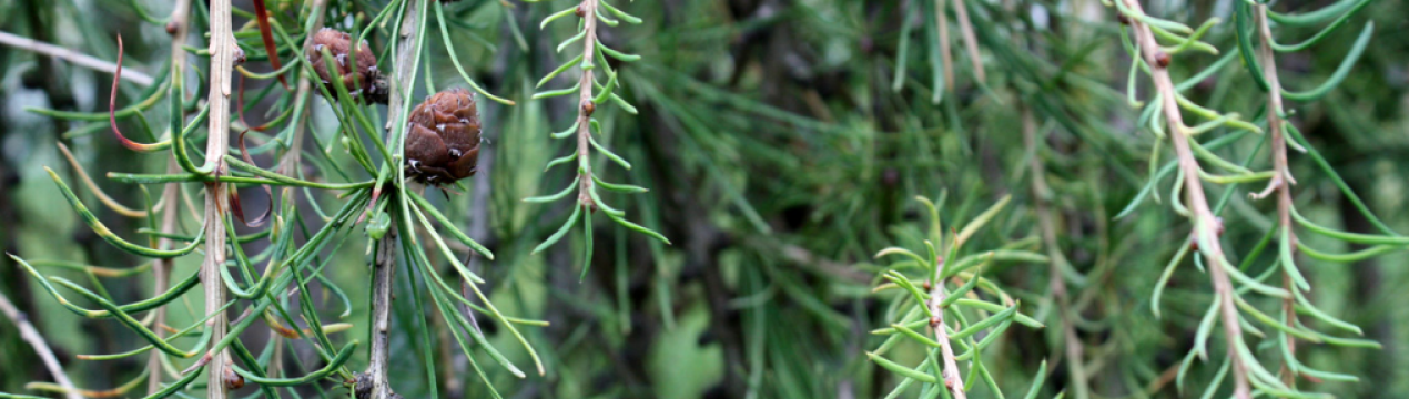 Особливості сорту лиственниці Пулі