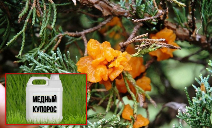 Болезни Хвойников Фото