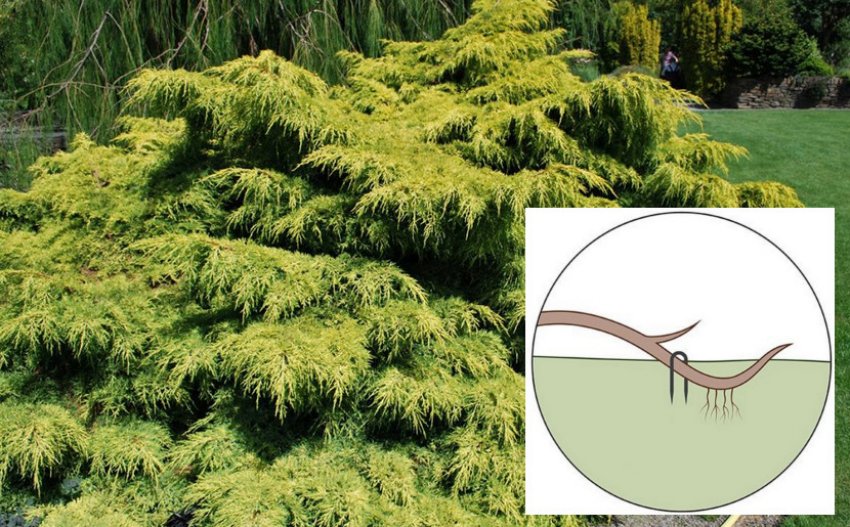 Размножение можжевельника отводками Размножение можжевельника отводками