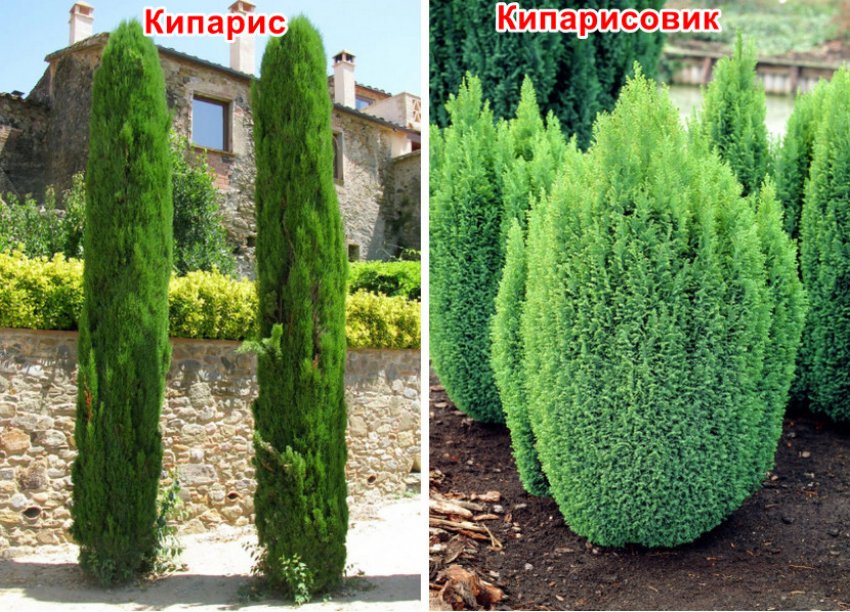 Чем отличается кипарис и туя. Смотреть фото Чем отличается кипарис и туя. Смотреть картинку Чем отличается кипарис и туя. Картинка про Чем отличается кипарис и туя. Фото Чем отличается кипарис и туя