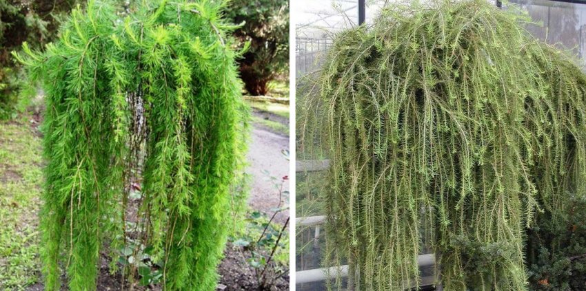 Лиственниця Пулі Лиственниця Пулі