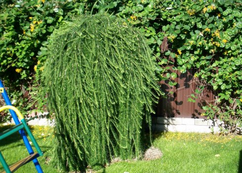 Опис і характеристика лиственниці Пендула