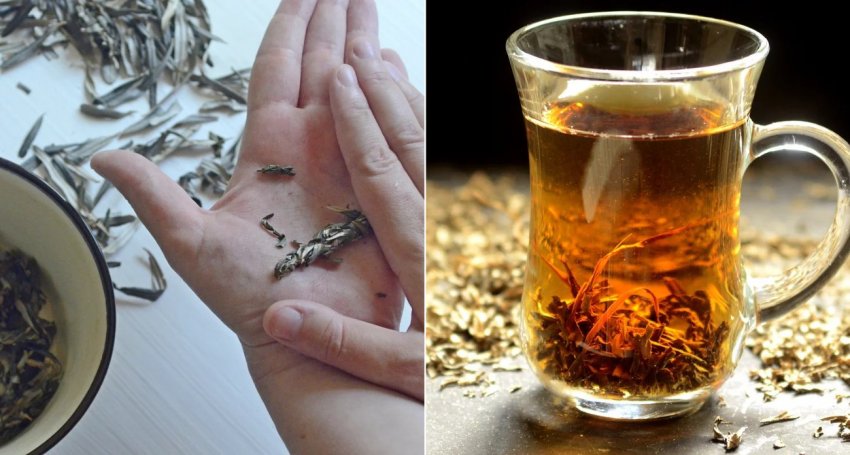 Чай из листьев облепихи Чай из листьев облепихи