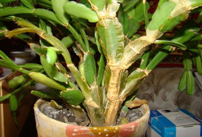 Нестача вологи у декабриста Нестача вологи у декабриста