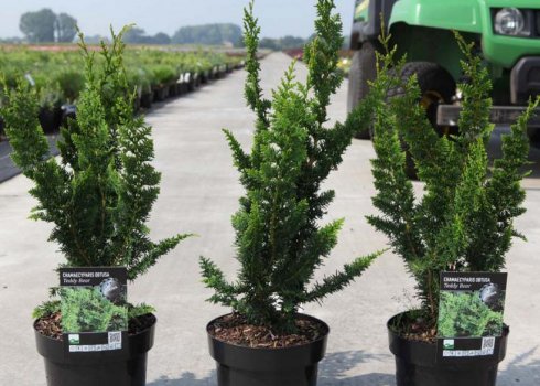 Кипарисовик лисий "Тедді Бир": опис рослини, її посадка та догляд