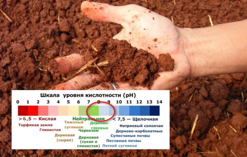 что значит пендула у растений. Смотреть фото что значит пендула у растений. Смотреть картинку что значит пендула у растений. Картинка про что значит пендула у растений. Фото что значит пендула у растений