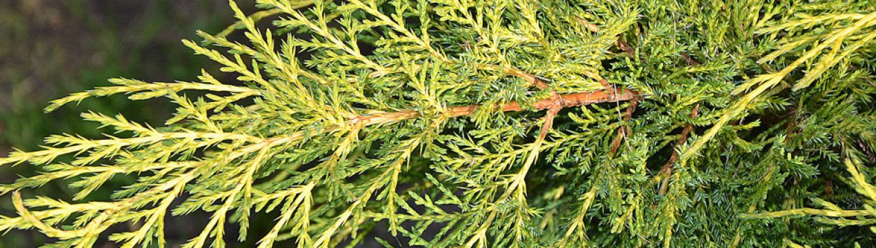 Описание можжевельника Голд Стар, посадка и уход