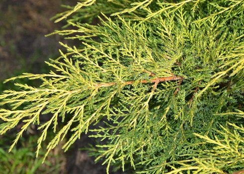 Описание можжевельника Голд Стар, посадка и уход