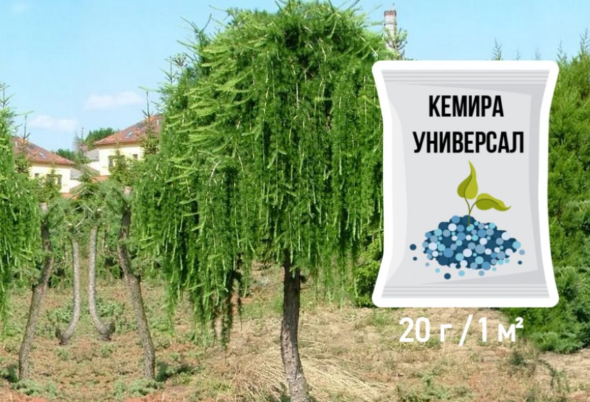 Підживлення смереки Підживлення смереки