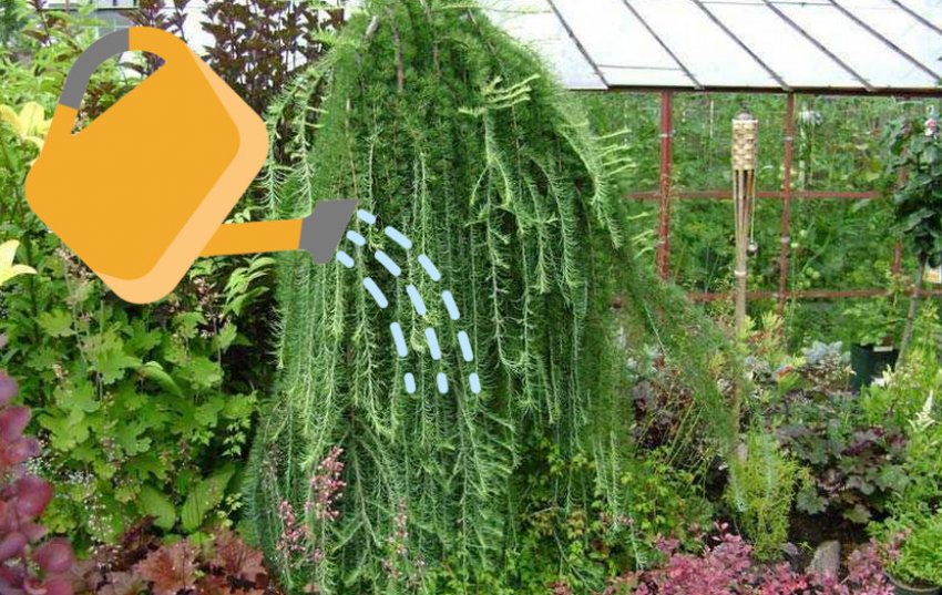 Полив лиственниці Пендули Полив лиственниці Пендули