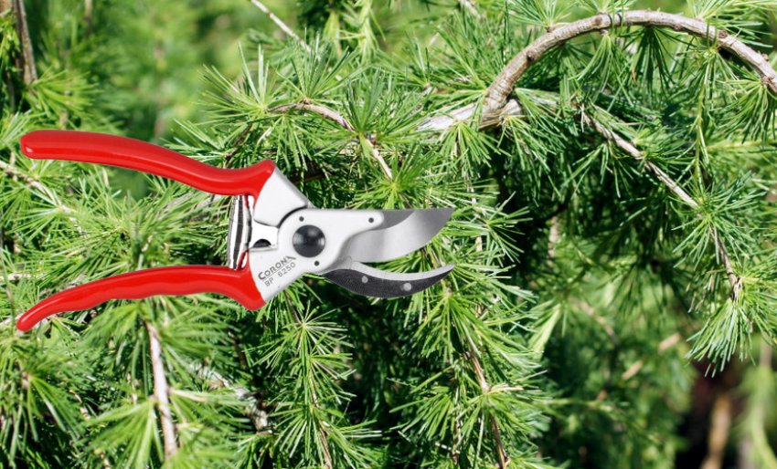 Обрізка лиственниці Пендули Обрізка лиственниці Пендули