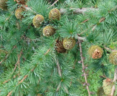 Сосна сибірська: особливості та фото