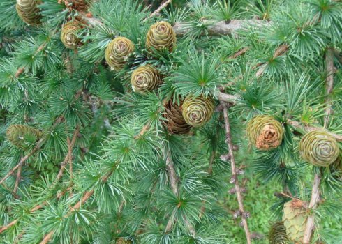 Сосна сибірська: особливості та фото