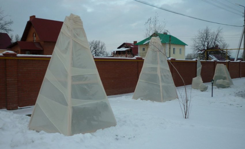 Укриття лиственниці на зиму Укриття лиственниці на зиму