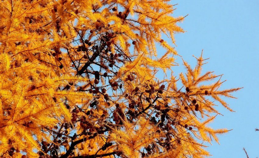 Лиственниця восени