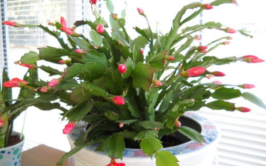 Буттони на декабристе Буттони на декабристе