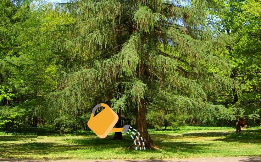 Лиственница сибирская ботаническое описание, посадка и