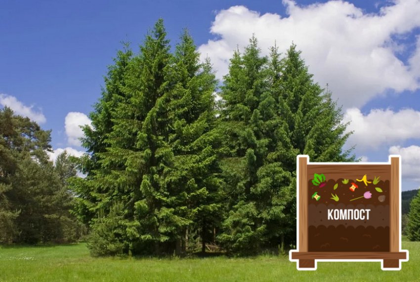 Підживлення ялиці