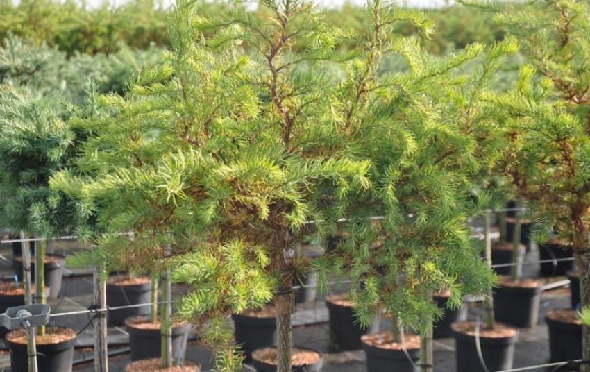 Листвениця Діана