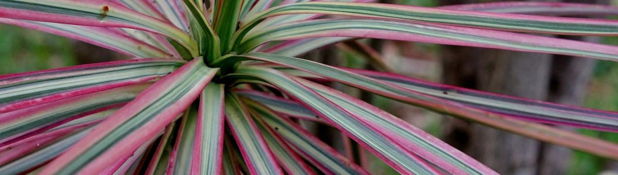 Драцена облямована: опис рослин, особливості догляду в домашніх умовах