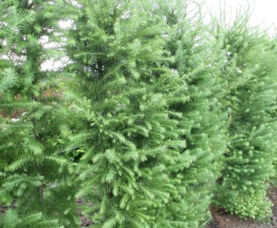 Стрижка та формування ялиці в саду