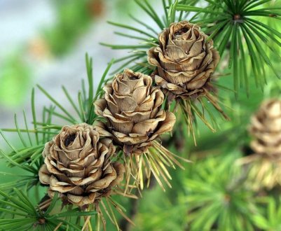 Корисні властивості шишок ліственниці