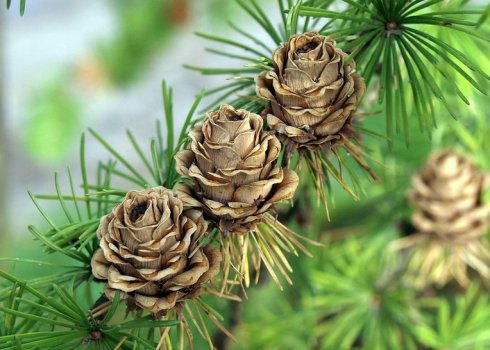 Полезные свойства шишек лиственницы