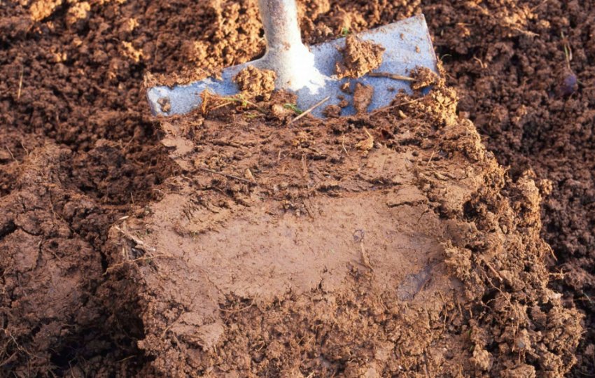 Глиниста ґрунт