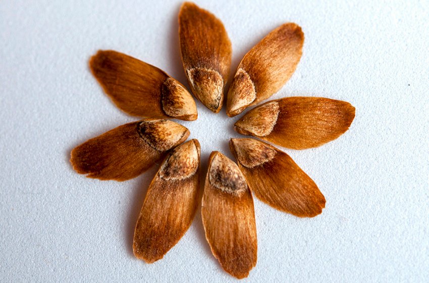 Насіння листвениці