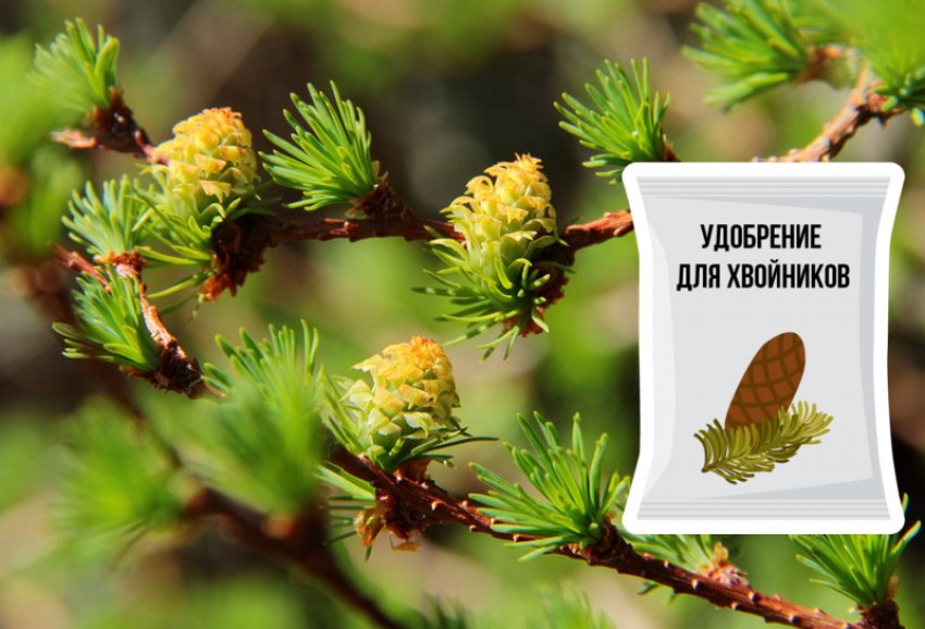 Підживлення лиственниці