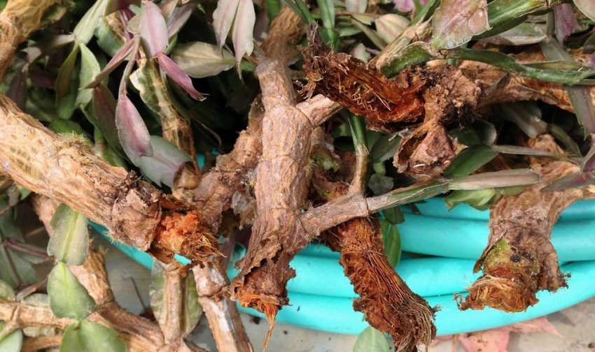 Загнивання кореневища Загнивання кореневища