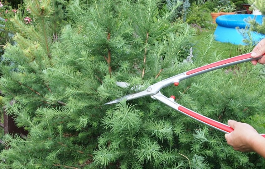 Стрижка хвойника