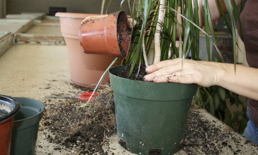 Пересадка драцени