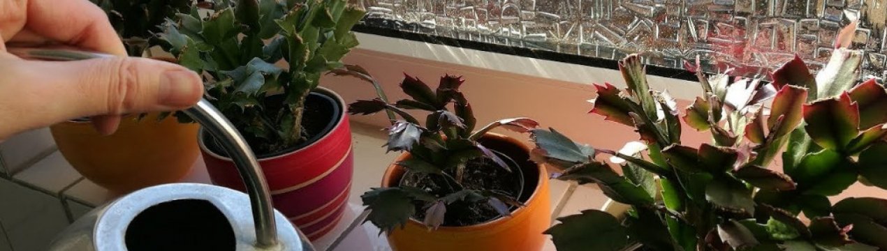 Підгодівля декабриста в домашніх умовах для цвітіння: терміни підживлення, відповідні добрива