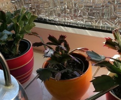 Підгодівля декабриста в домашніх умовах для цвітіння: терміни підживлення, відповідні добрива