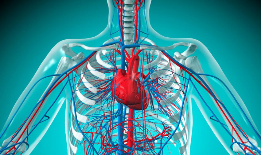 Серцево-судинна система людини Серцево-судинна система людини