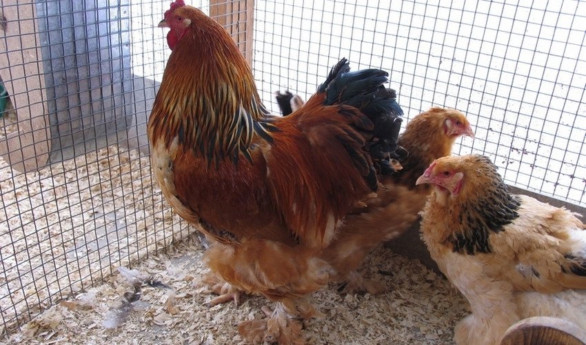 Брама куропатчатая Брама куропатчатая