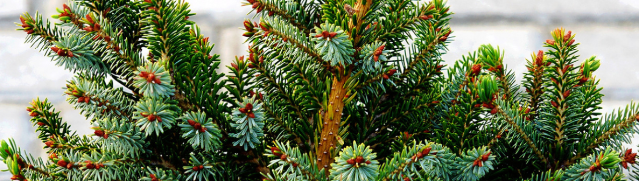 Опис чорної ялини Нани, її посадка і догляд