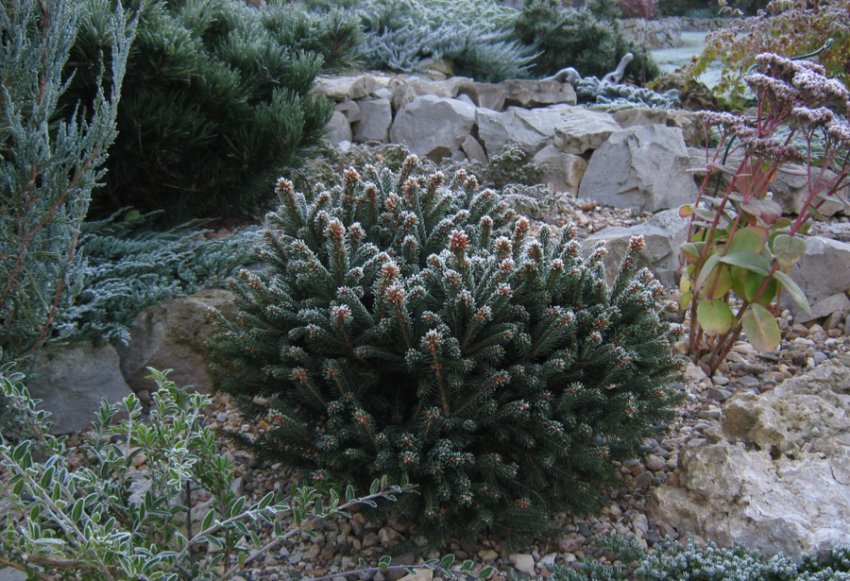 Ялина в ландшафтному дизайні