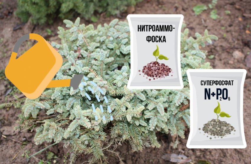 Полив та підживлення ялини