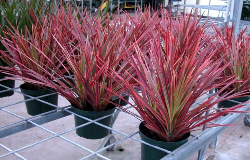 «Колорама» «Колорама»