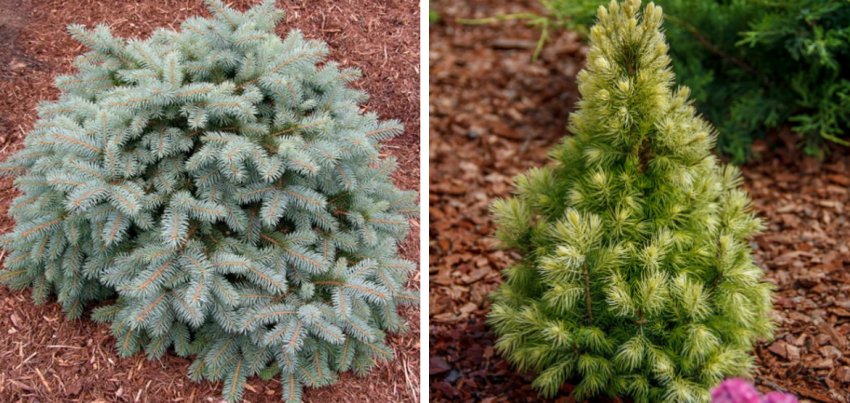 Мульчування ялини