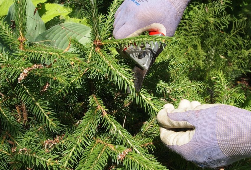 Стрижка ялини