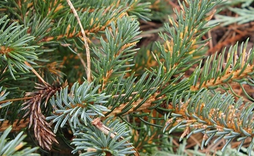 Ржавчина ялини