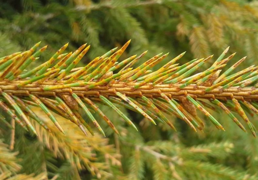 Шютте звичайне