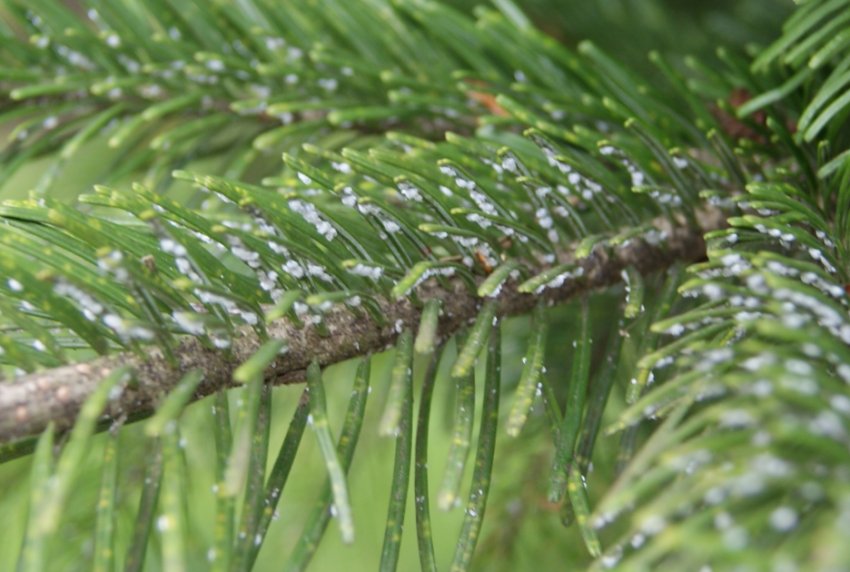 Ялицевий ксилофаг