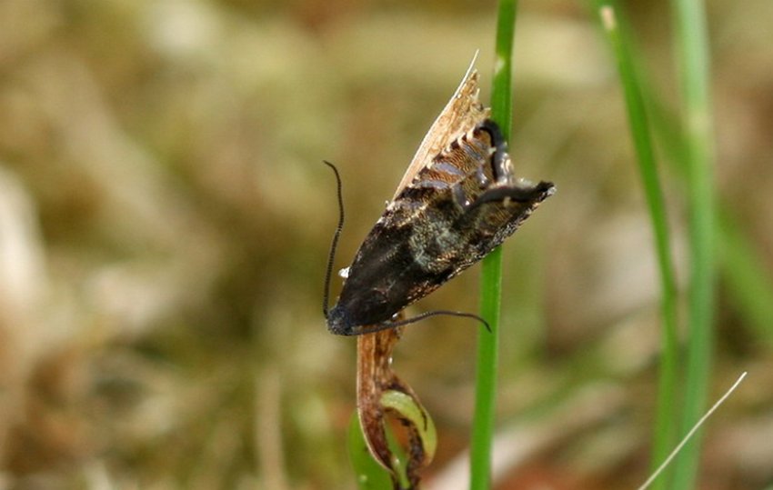 Ялинова лубоїдна листівка