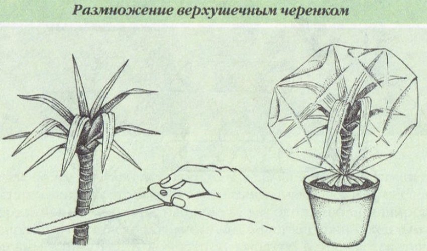 Розмноження верхівковими живцями